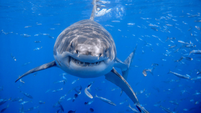 Обои картинки фото животные, акулы, белая, акула
