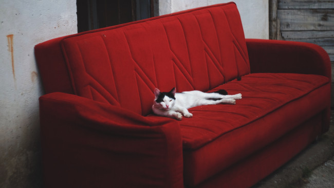 Обои картинки фото животные, коты, диван