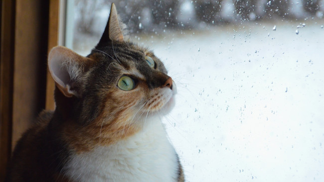 Обои картинки фото животные, коты, окно, капли