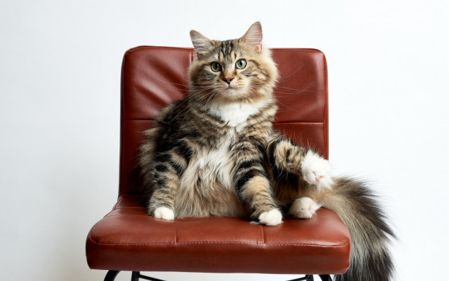 Обои картинки фото животные, коты, стул