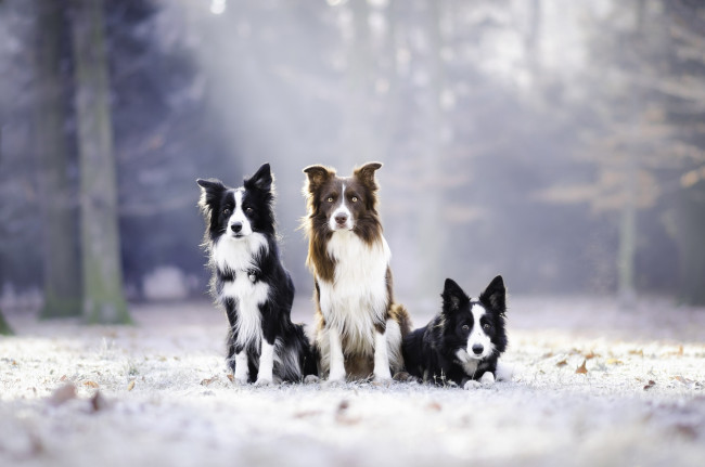 Обои картинки фото животные, собаки, трое, снег