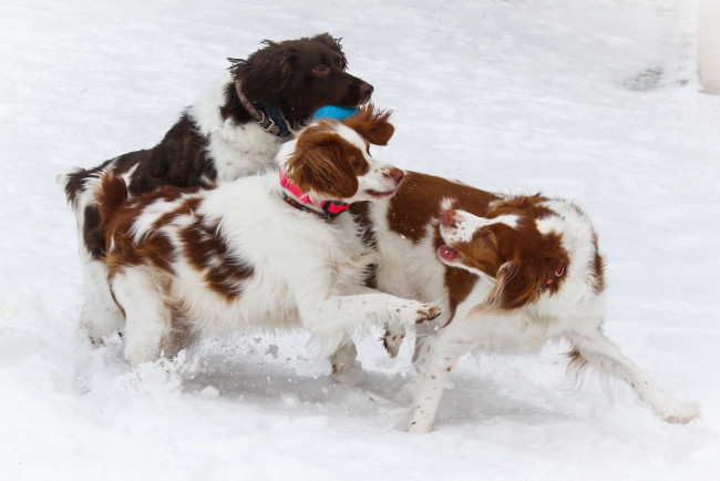 Обои картинки фото животные, собаки, снег, мяч, трое