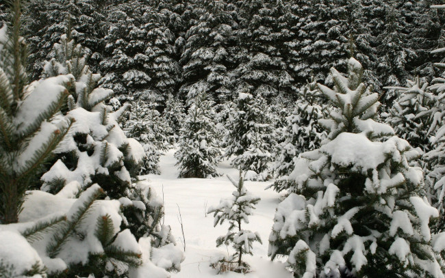 Обои картинки фото зима, природа