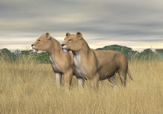 Картинка рисованные животные львы степь