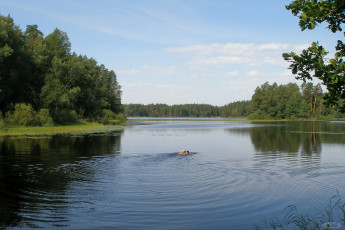 Картинка Чарское озеро природа реки озера лес вода небо пловец