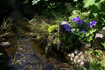 Картинка цветы колокольчики ручей лесной цветок