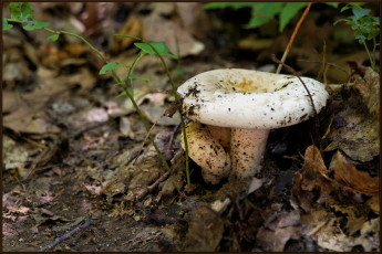 Картинка природа грибы лес листья
