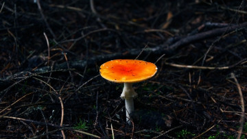 Картинка природа грибы лес ветки тёмный
