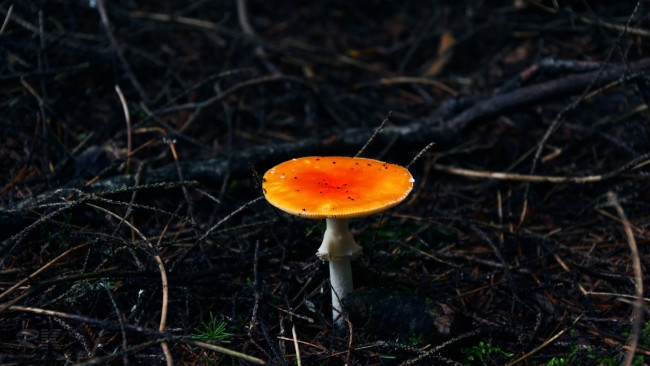 Обои картинки фото природа, грибы, лес, ветки, тёмный