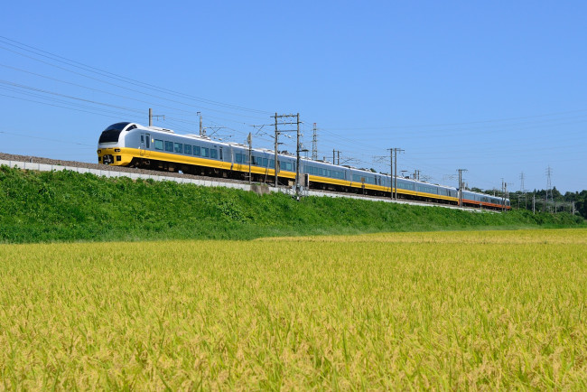 Обои картинки фото техника, поезда, поезд, поле