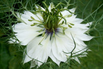 Картинка цветы нигелла белый лепестки