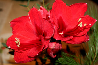 Картинка цветы амариллисы гиппеаструмы красный яркий