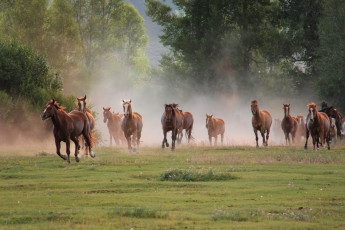 Картинка животные лошади кони табун бег природа