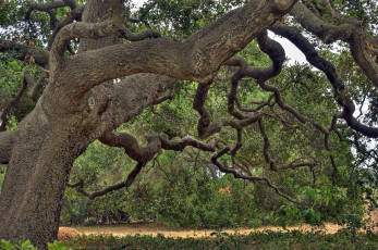 Картинка природа деревья кора ветки ствол