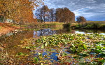 Картинка lake природа реки озера деревья пруд растительность