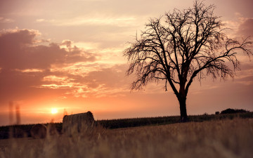 Картинка природа восходы закаты поле жнивьё дерево закат