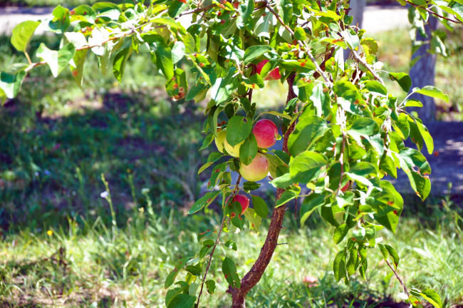 Обои картинки фото природа, плоды, яблоко, лето, дерево