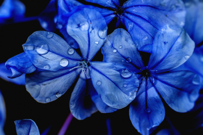 Обои картинки фото цветы, плюмбаго, свинчатка, капли, макро, темно-синий
