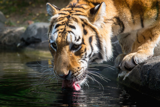 Обои картинки фото животные, тигры, водопой, хищник