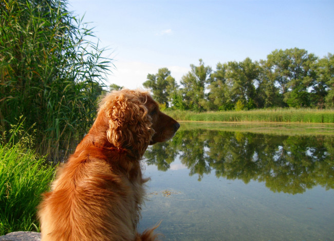 Обои картинки фото животные, собаки, собака, камыш, озеро, природа