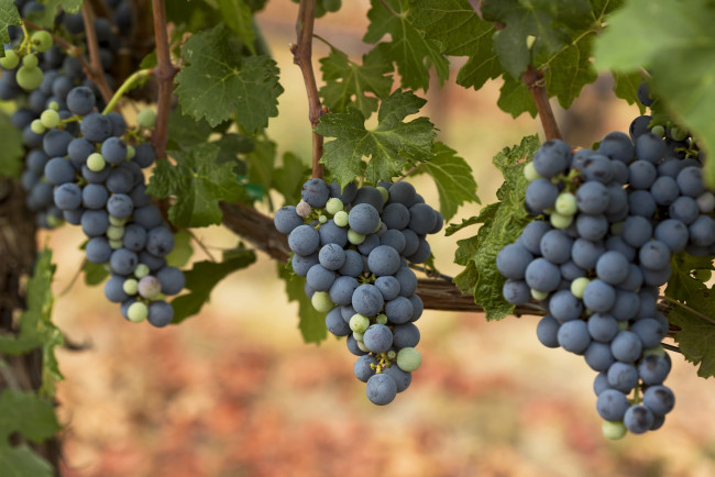 Обои картинки фото природа, Ягоды, виноград, гроздья, лоза