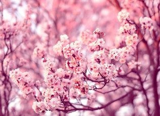Картинка цветы цветущие+деревья+ +кустарники branches tree ветки дерево flowers