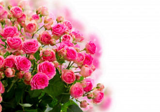Картинка разное компьютерный+дизайн букет цветение цветы розы бутоны