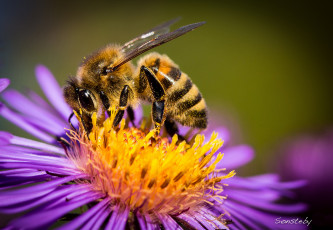 Картинка животные пчелы +осы +шмели пыльца цветок пчела макро