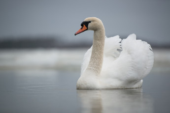 Картинка животные лебеди swan lake лебедь озеро