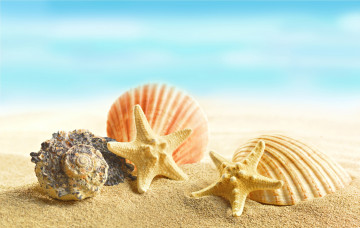 обоя разное, ракушки,  кораллы,  декоративные и spa-камни, пляж, песок, marine, sand, beach, starfishes, seashells