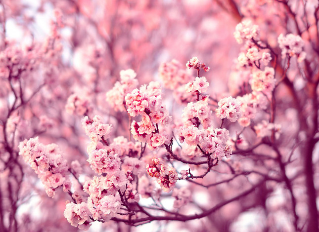 Обои картинки фото цветы, цветущие деревья ,  кустарники, branches, tree, ветки, дерево, flowers