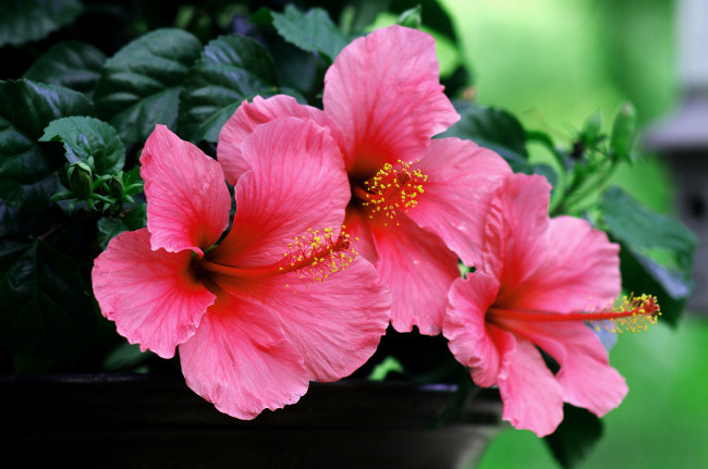Обои картинки фото цветы, гибискусы, цветение, гибискус, розовый, rose, bloom, hibiscus