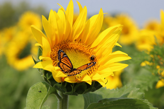Обои картинки фото цветы, подсолнухи, бабочка, sunflowers, field, поле, butterfly