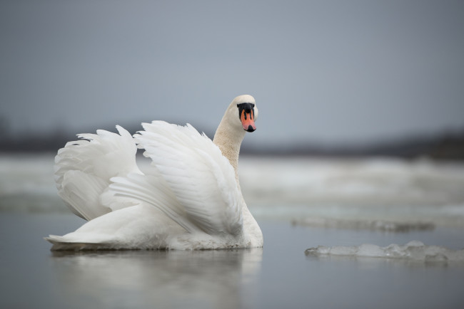 Обои картинки фото животные, лебеди, swan, lake, лебедь, озеро