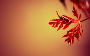 Картинка природа листья красные осень ветка