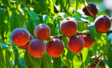 Картинка природа плоды солнце зелень листья ветки фрукты персики