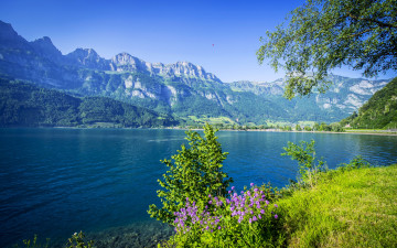 Картинка природа реки озера лес озеро цветы кусты трава горы ветки