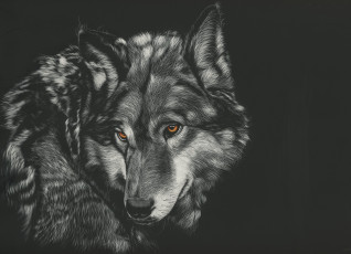 обоя рисованное, животные,  волки, волк, взгляд, фон
