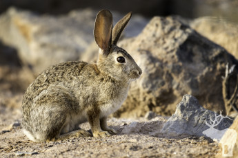 Картинка животные кролики +зайцы природа ушки животное кролик
