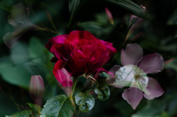 Картинка цветы розы blossoms bud листья цветение rose leaves petals лепестки бутон роза