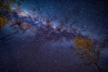 Картинка космос галактики туманности звёздное небо дерево ночь