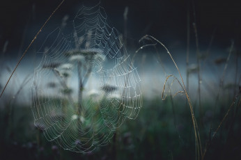 Картинка природа макро фон паутина