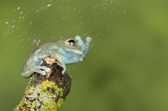 Картинка животные лягушки макро милая лягушка окрас фон