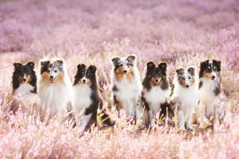 Картинка животные собаки природа лето