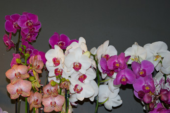 Картинка цветы орхидеи bloom orchid bright petals орхидея цветение лепестки яркая