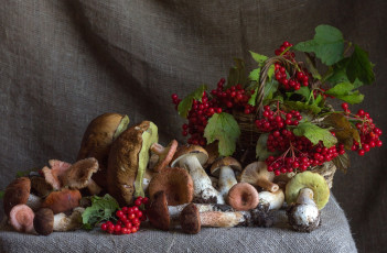 Картинка еда грибы +грибные+блюда калина ягоды осень
