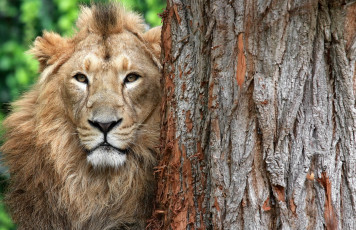 Картинка животные львы лев