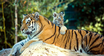 Картинка животные тигры отдых малыш мама природа