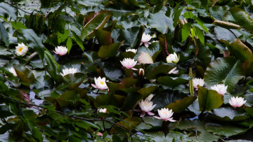 Картинка цветы лилии+водяные +нимфеи +кувшинки природа вода цветение листья кувшинка