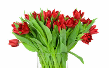 Картинка цветы букеты +композиции белый фон красные тюльпаны букет листья бутоны
